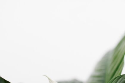 pexels alyssa polaris 1859622