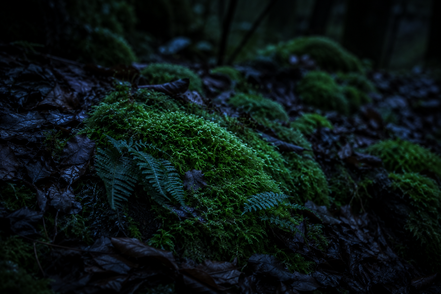 Suelo de bosque con musgo y helechos bajo luz tenue filtrada entre los árboles