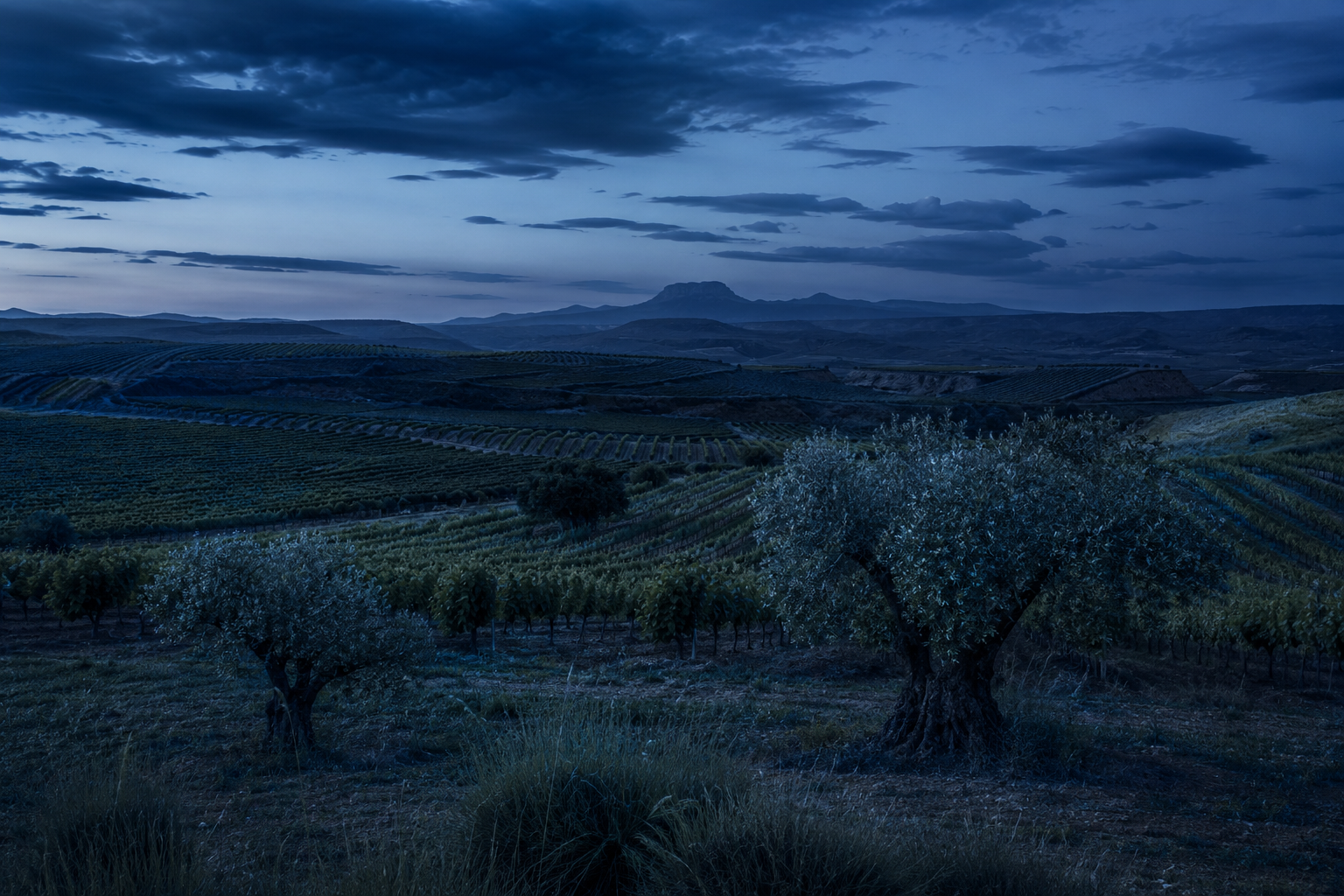 Viñedos y olivos centenarios en un valle riojano a la hora azul, sin nadie a la vista