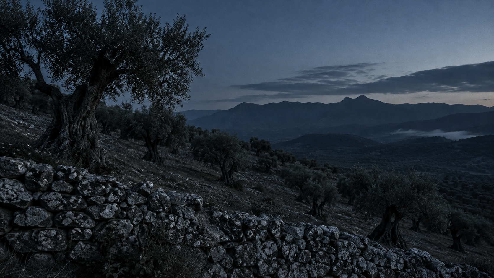 Olivar centenario en pendiente a la hora azul, con la silueta de la sierra al fondo y un muro de piedra seca en primer plano